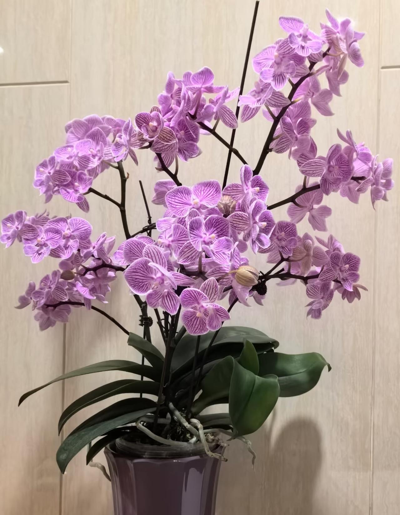 秋天养花，可以养菊花、三角梅、月季花、君子兰、天竺葵、蝴蝶兰、仙客来、多肉等。