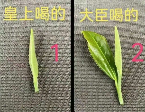 四种不同人喝着不同的茶