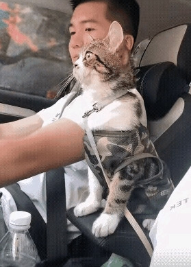 主人：你趴座位上睡会儿吧，到了我叫你。猫咪：不不不，我紧张的时候睡不着，毕竟命