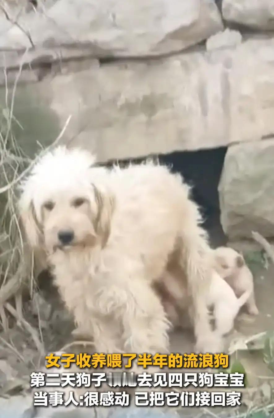 “太有灵性了！”12月河南，女子一直投喂流浪狗，看狗子怀孕了，就开玩笑说了句“能