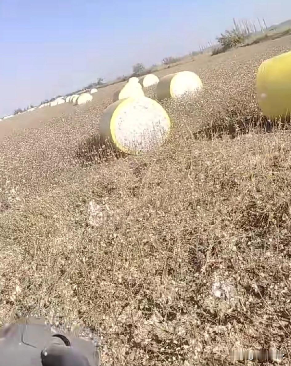 以后记住不要小瞧种地的，这老板地里有一千多个棉蛋蛋，一个蛋一万多，这就是一千多万