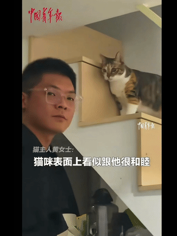 福建一女生带男友回家，养了多年的猫咪一见，就在他面前撒娇卖萌，一副很和谐的样子。