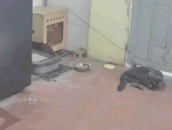 猫咪:终于吃到正经的食物了。