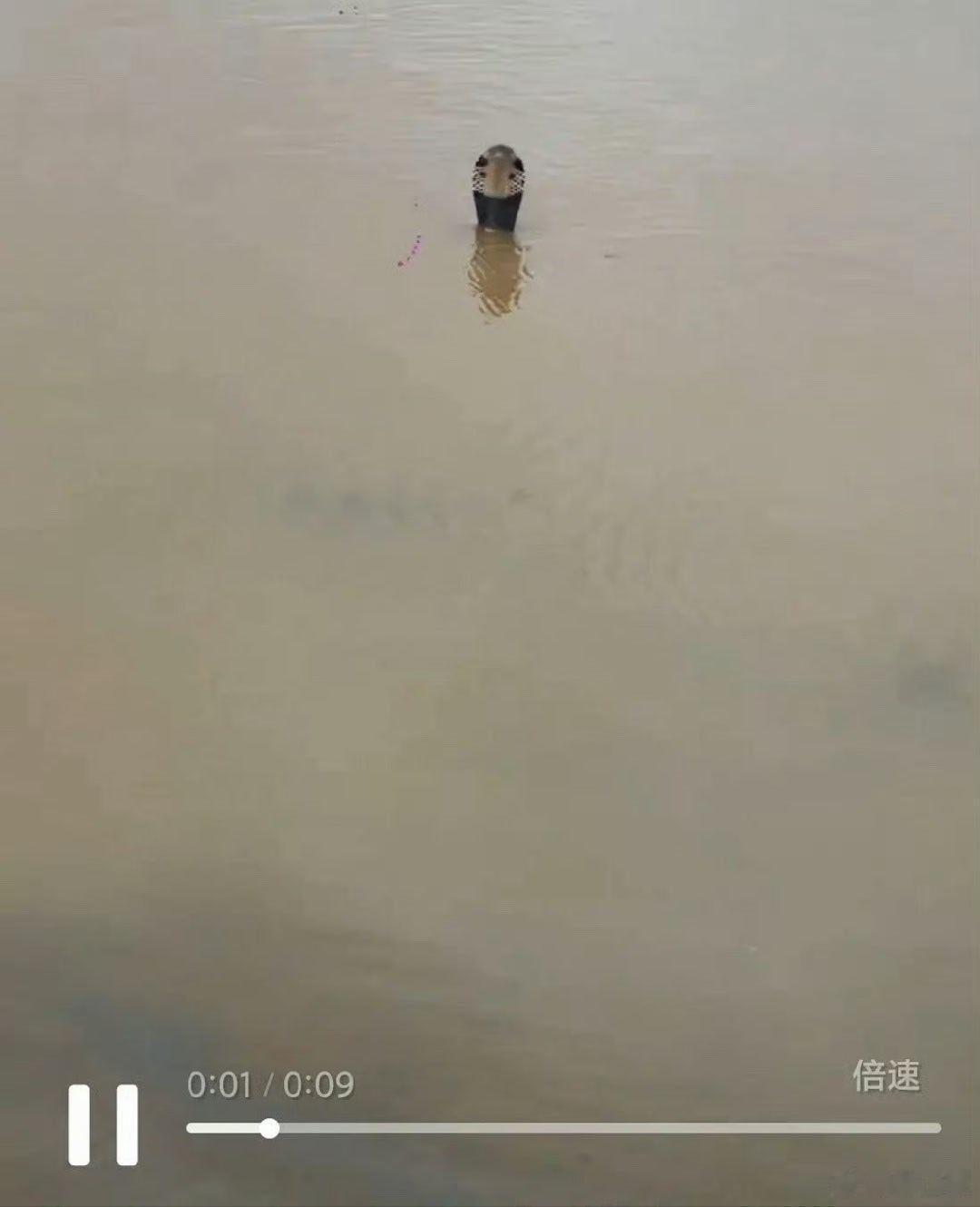 广西蛇场这些蛇，光看照片都害怕。洪灾+蛇王级别的蛇，救援难度又提升了一大截。而