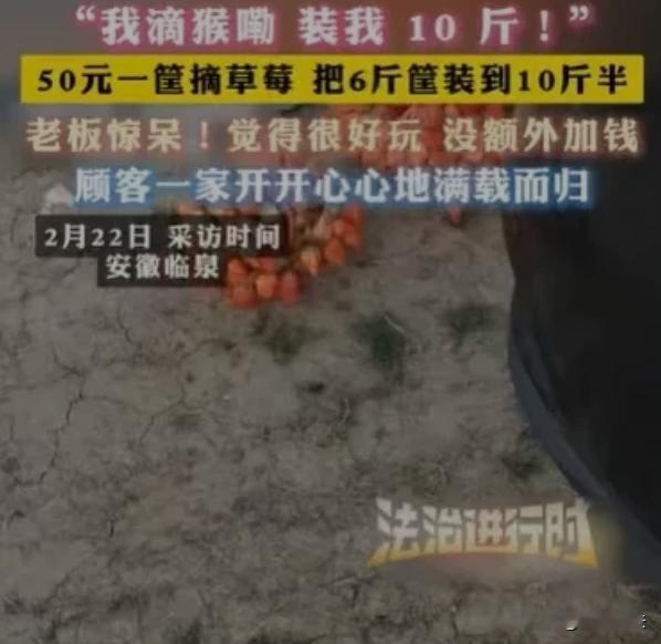 安徽临泉，有一对夫妻，春节想让3个孩子开心，打算带他们出去玩。听闻附近草莓园50