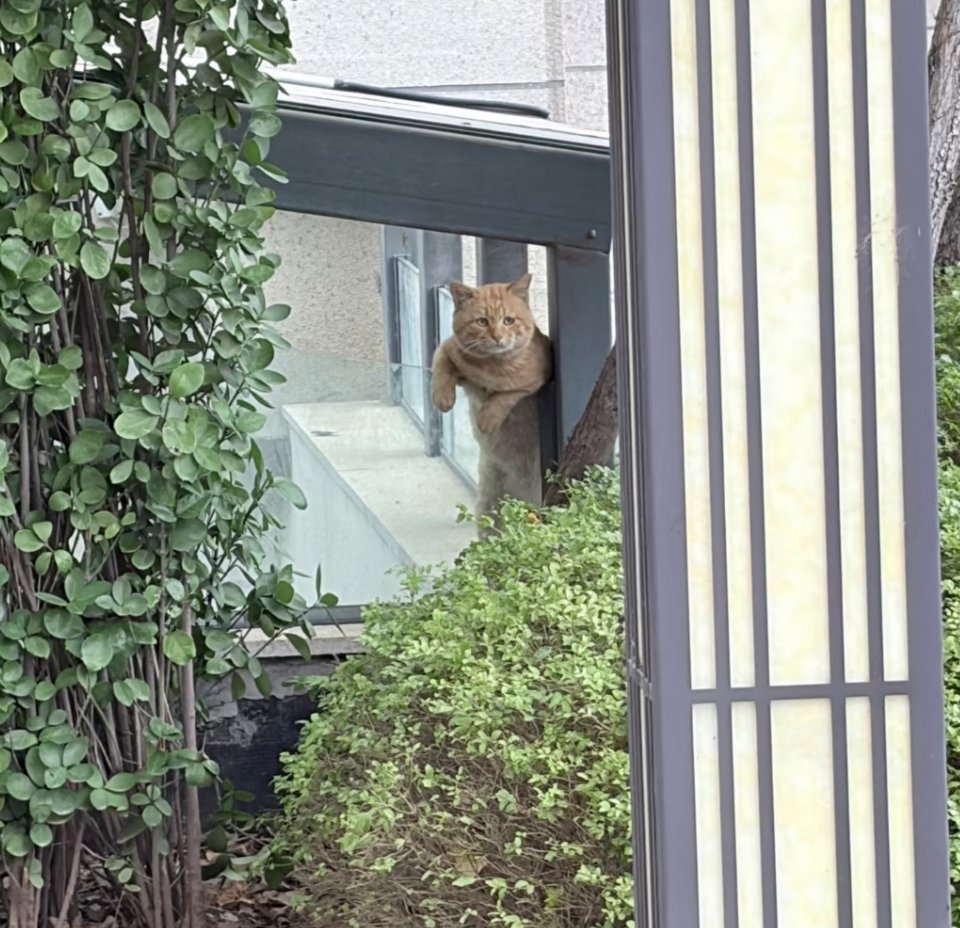 萌宠大脸橘：我倒要看看你还喂哪个别的猫！​​​