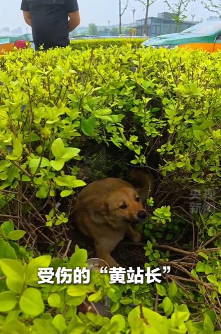 4月27日报道，宣城“黄站长”凭实力出圈，不是名犬，只是只流浪狗，却让数十名