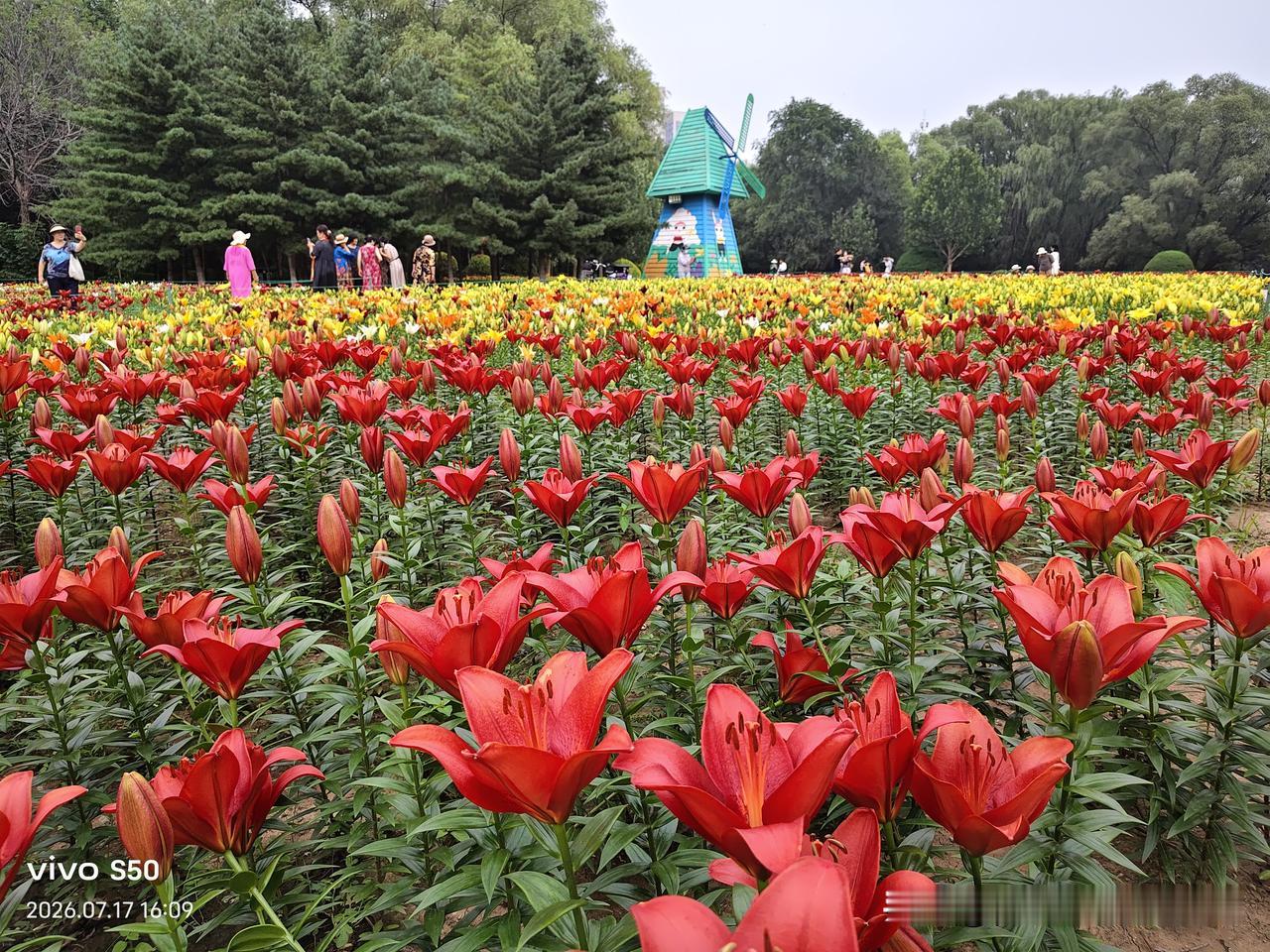 分享你随手拍的风景被暴雨阻隔了多日，临近傍晚再次来沈水湾公园遛弯。刚一踏入花海广