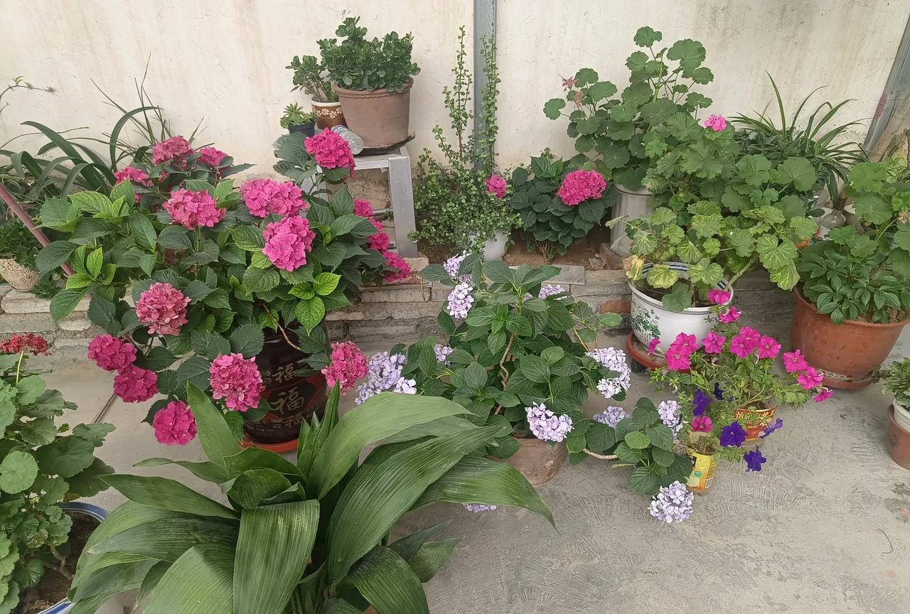 我们家后院有两颗绣球花，这两颗绣球花已养了好几年，这种花花期较长，花色鲜艳，比其