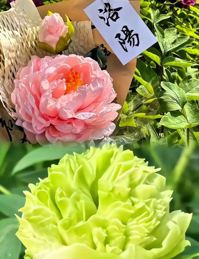 又是一年牡丹花开季中国洛阳牡丹花城时光的指针悄然拨转，又是一年牡丹花开的时