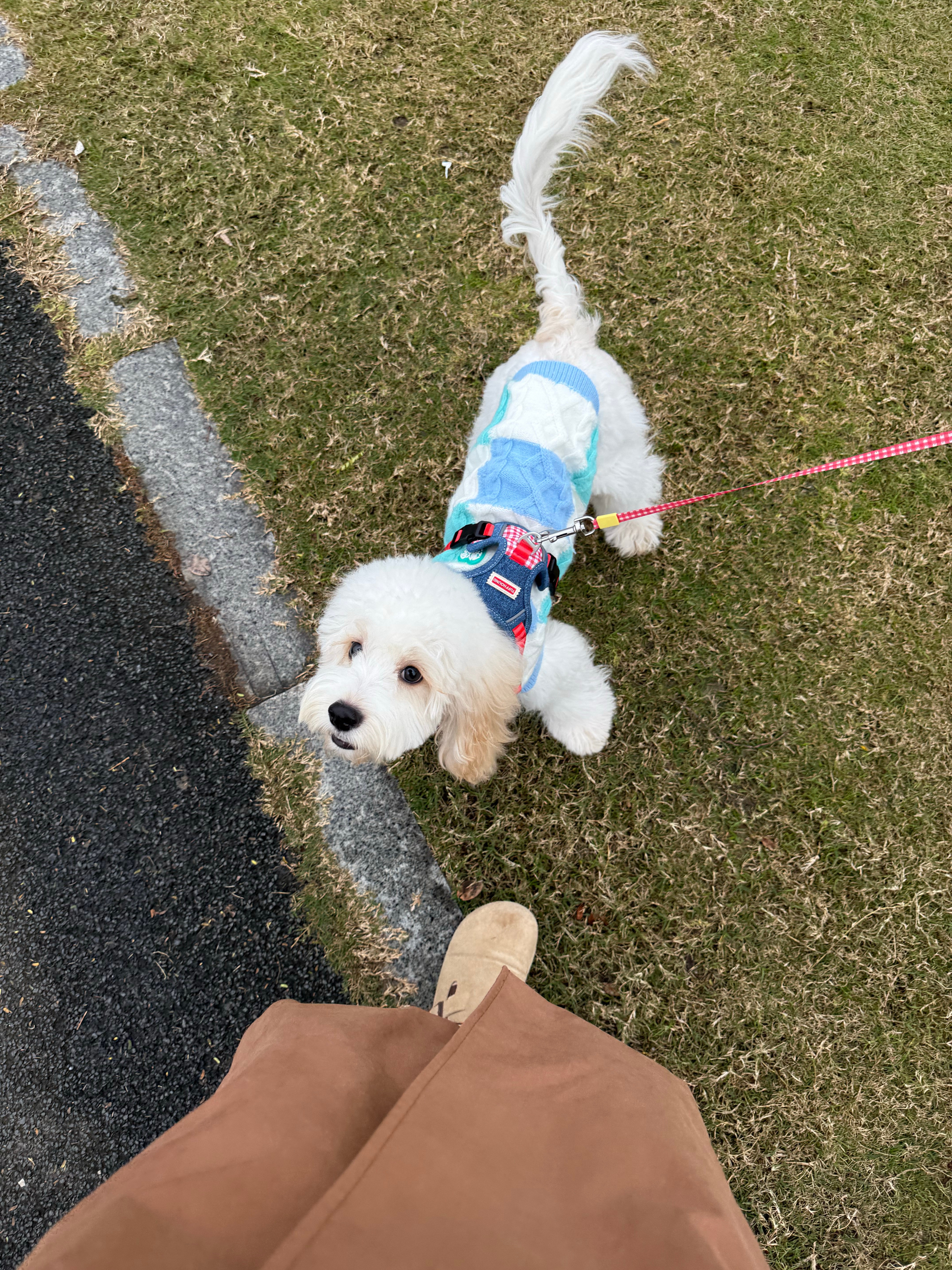 在小区绳子是牵好的，狗是从来不会凶人的，离小孩是几十米远的，结果小女孩老远冲上来