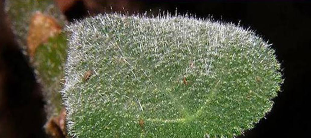 1941年，一美国士兵巡逻时闹肚子，解决完后发现没带厕纸，无奈，只能摘叶子做手纸