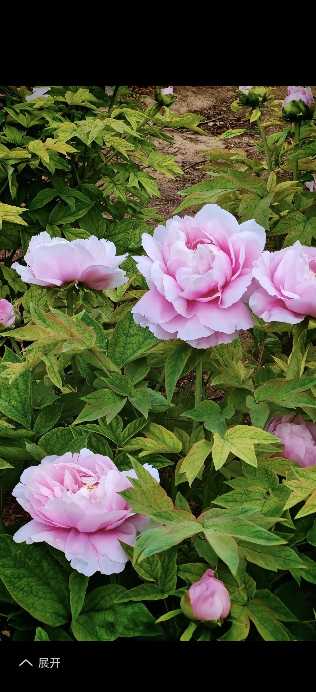 花红柳绿的季节，那简直是大自然最慷慨的馈赠。春天一到，桃花、杏花竞相绽放，红得像