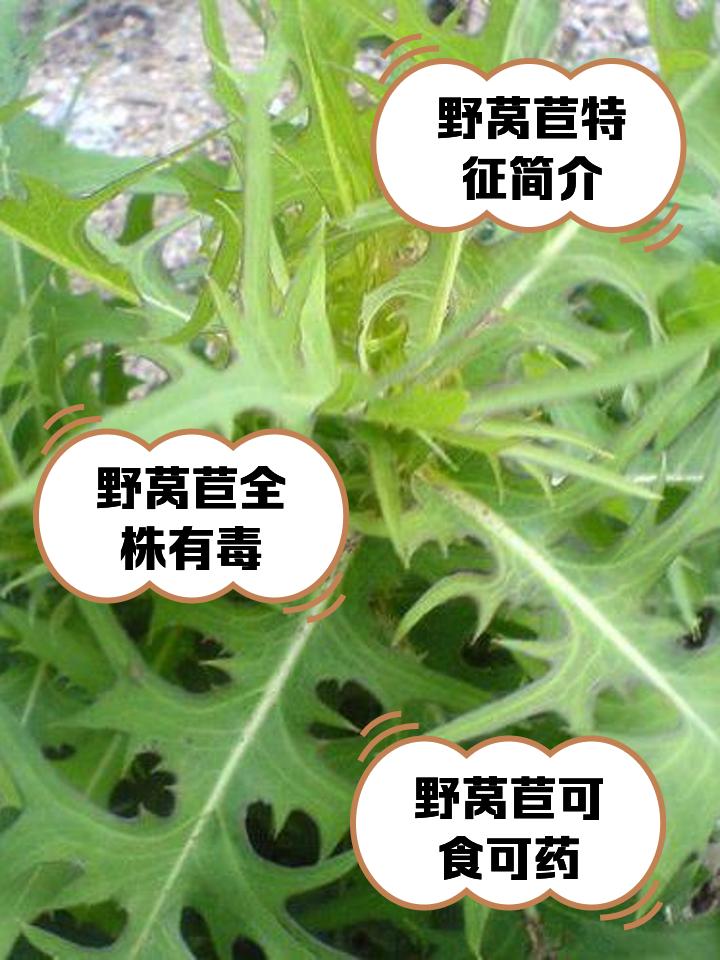 野莴苣的利用价值早前在郊外徒步时随手拍下一丛缀着小黄花的野莴苣，