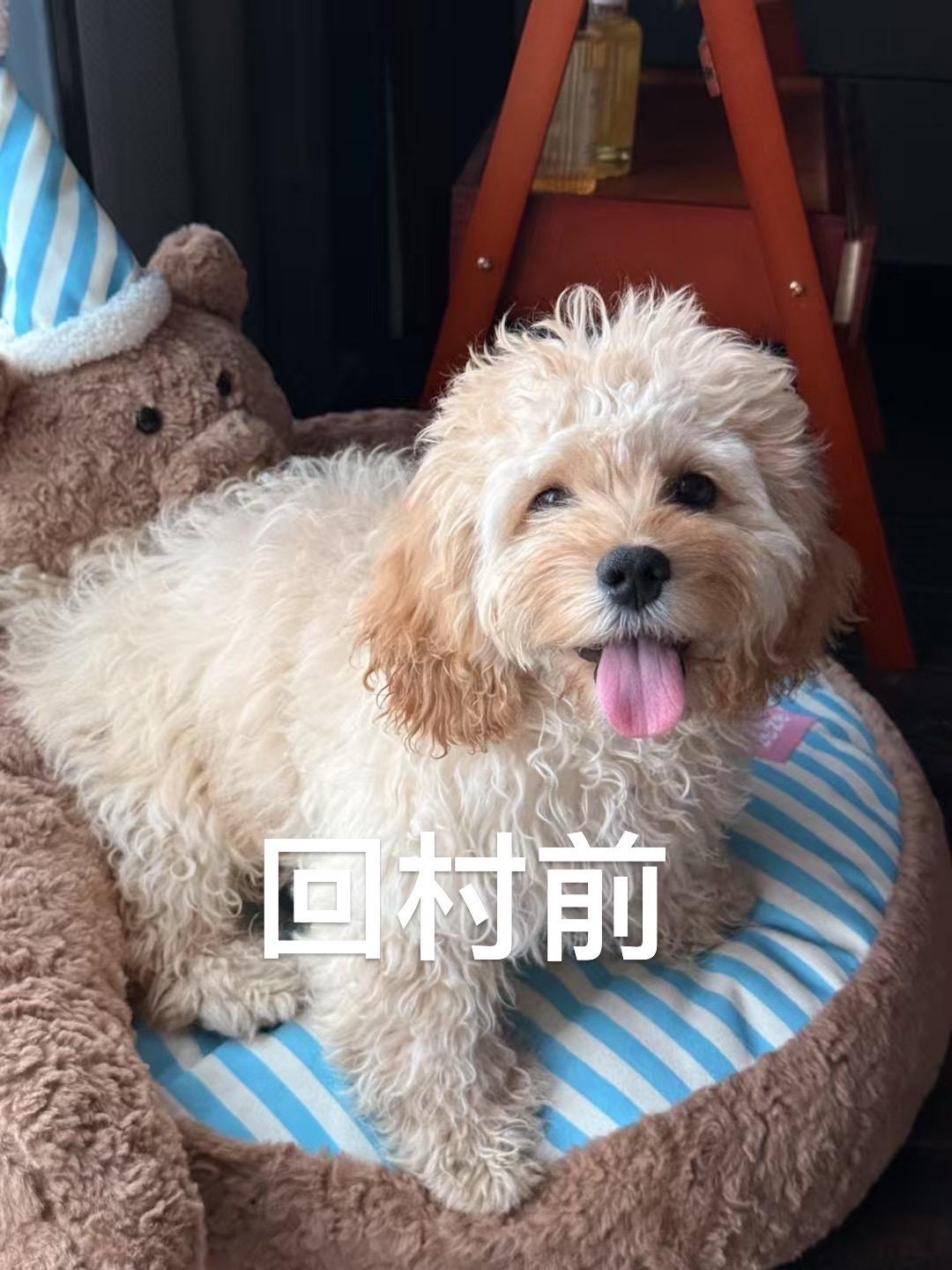 让我妈给我养了两个月。我真的连愤怒的力气都没有 老妈不语，默默带去宠物...