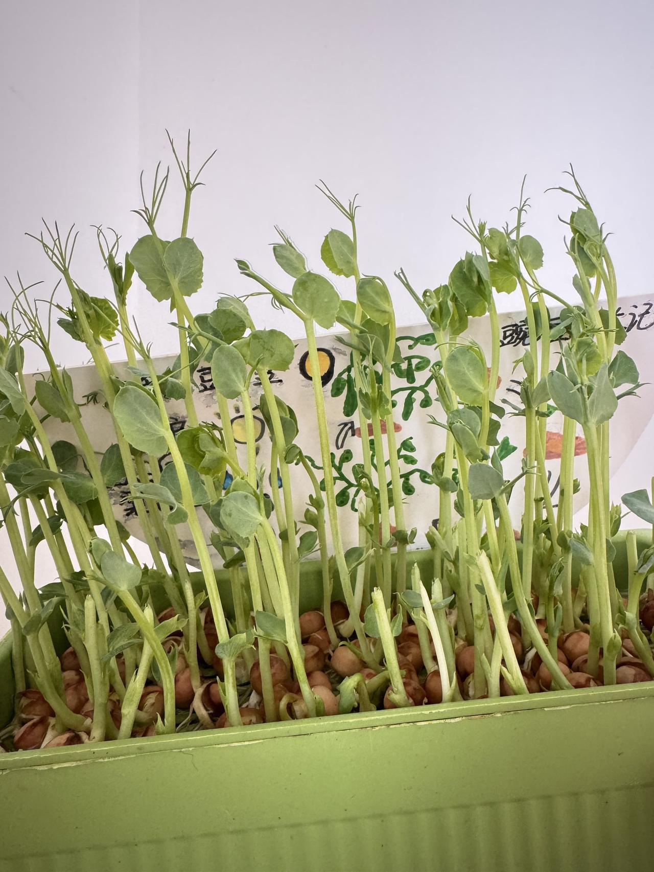 我的「阳台小农场」丰收预告✨水培了一周的豌豆尖，今天终于支棱成一片小森林啦?
