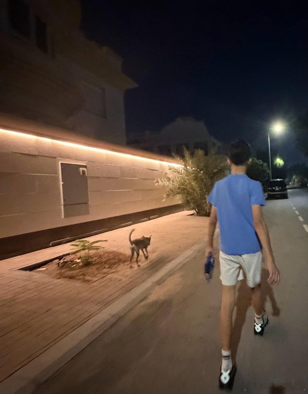 散步消食出门遛娃。路过某个垃圾桶，突然从里面蹦出来一只野猫，把我们吓了一跳。但“