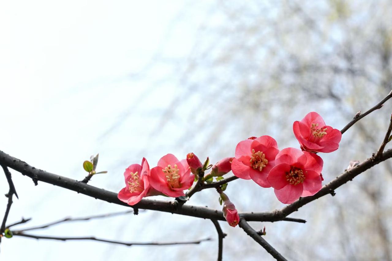 个股点评：中简科技：宇航碳纤维的龙头中简科技是国内唯一量产T1100级宇航碳