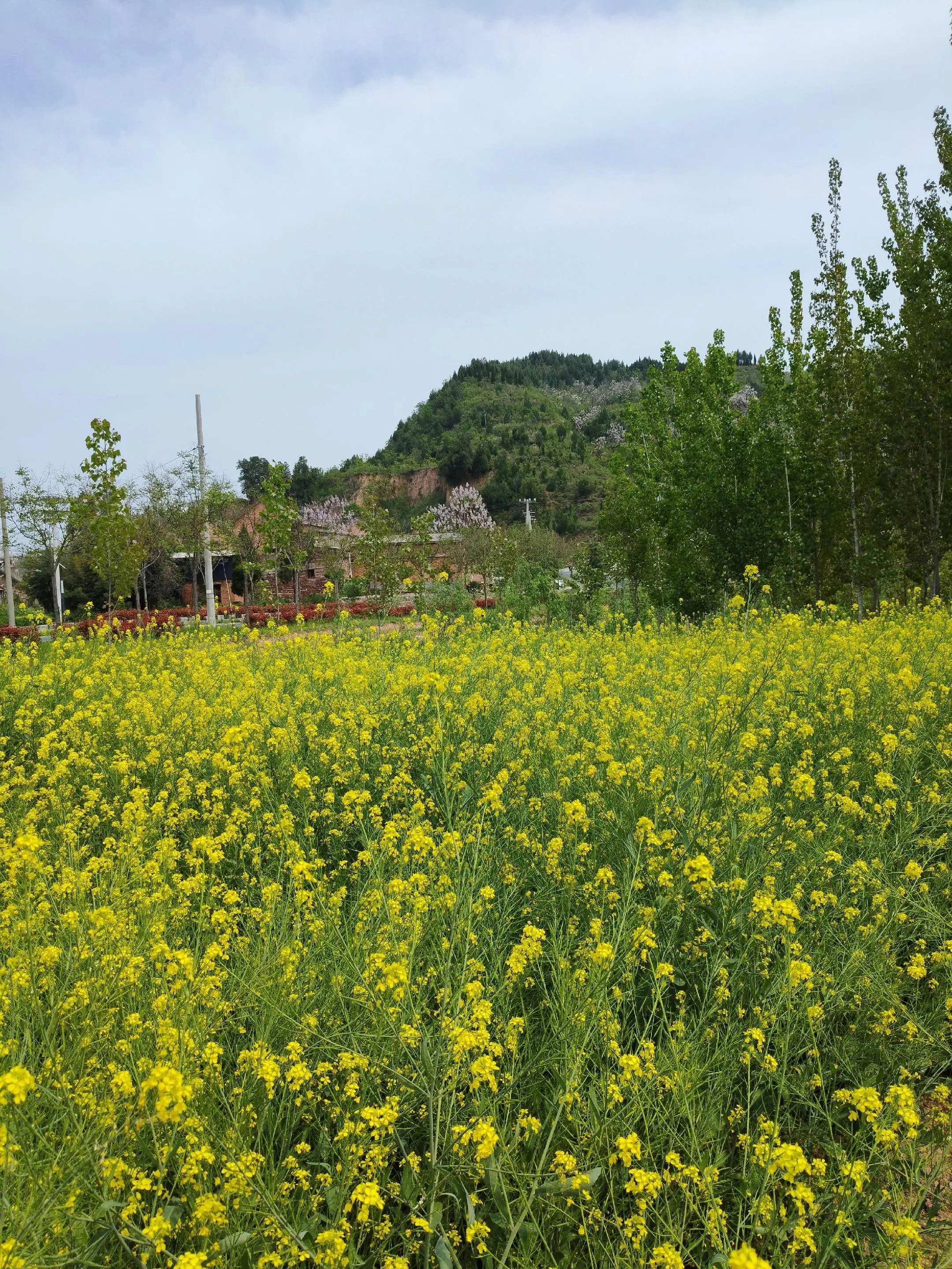 黄河岸边千年古城河清渡口村的春天。       三千年古村落，孟津宋代...