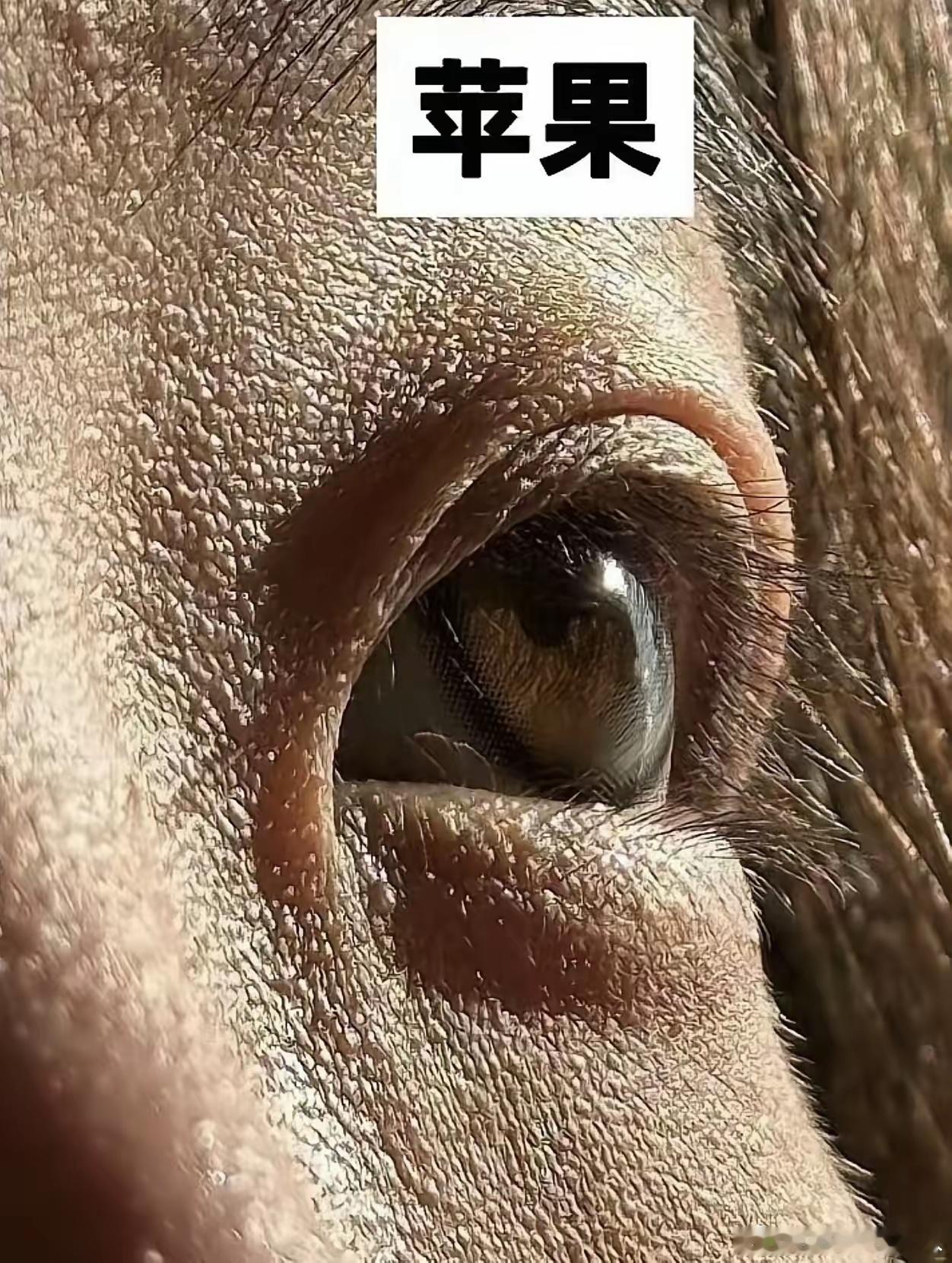 四个品牌手机的相机，画面细节大比拼！