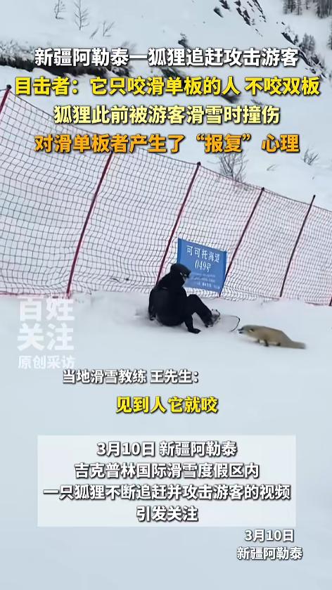 “复仇者狐狸？”近日，新疆阿勒泰，一只狐狸出现在滑雪场内，看见滑单板的游客上去就