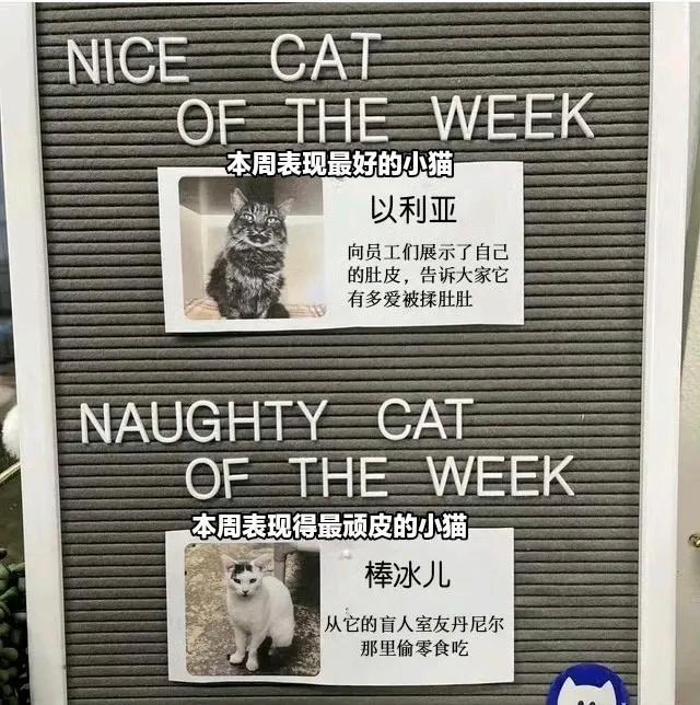 本周最可怜的小猫：丹尼尔猫猫meme​​​