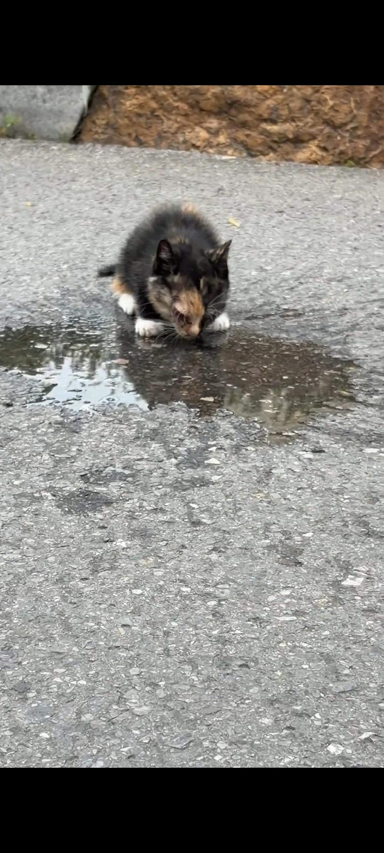 真不知道究竟在这只流浪猫的身上发生了什么事情，会让她如此的落魄不安！就连弯下