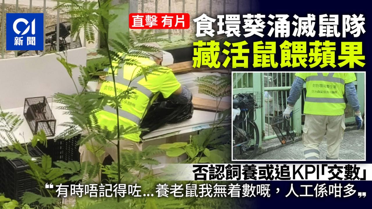 有香港记者爆料食环署抓了老鼠竟然是用笼子养着，喂的还是苹果。在香港鼠患也很严重，