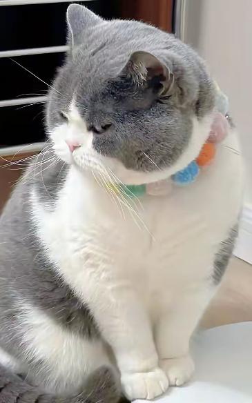 真讨人厌，被猫咪烦了。今天国庆假期第一天，去朋友家玩，看到他家的猫咪吃的太胖，顺