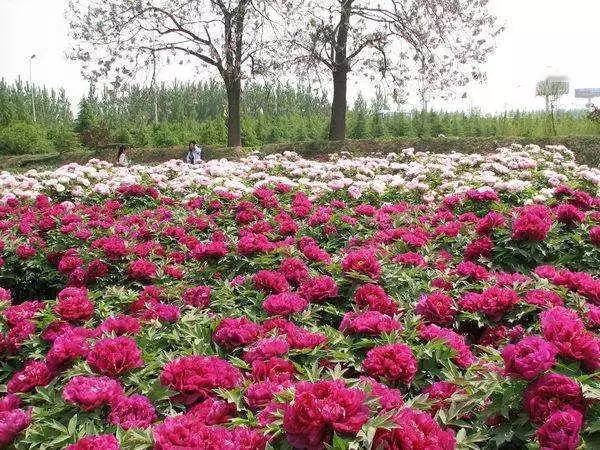 去洛阳看牡丹，终于尘埃落定了，后天出发，一日游，看牡丹＋古镇。几个退休小老太
