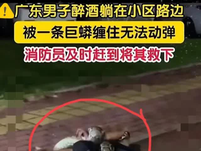 醉汉当街‘皮带缠身’竟是大蟒蛇！消防员救援后他第一句话笑翻全网