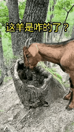 这羊是在干什么呢