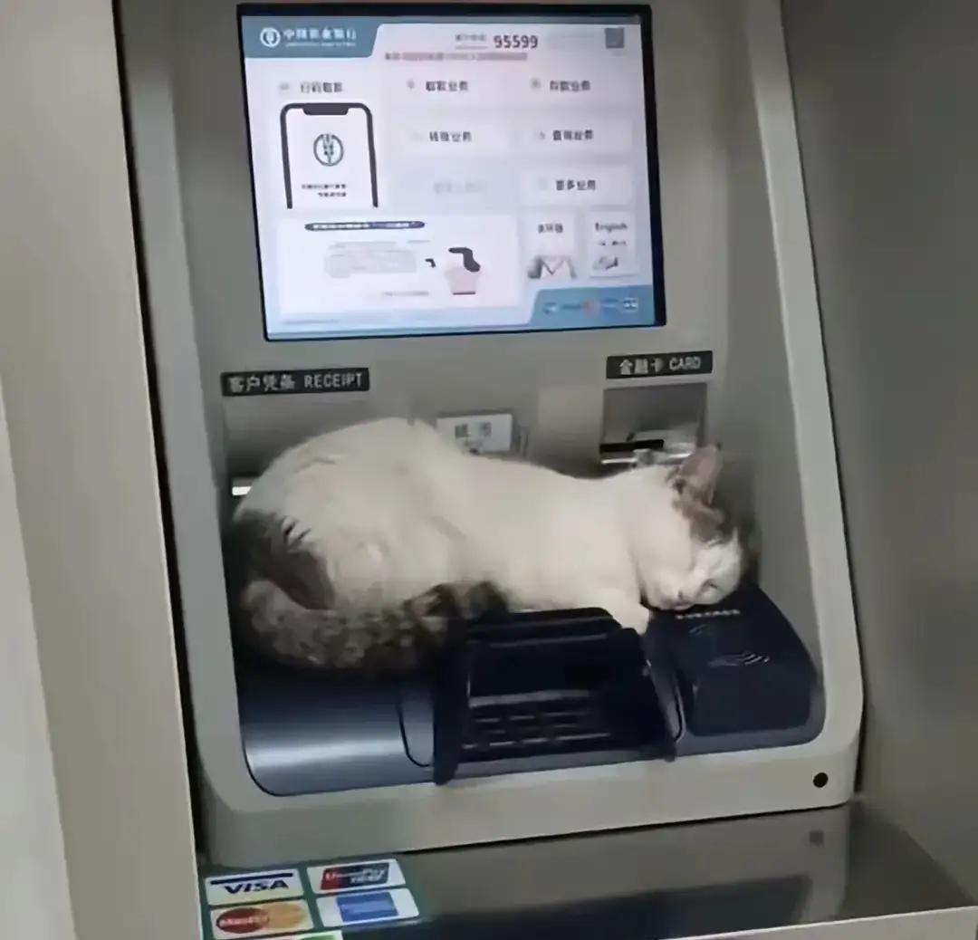 夜里去取钱，刚把卡插进去，就看见ATM机顶上蜷着一只灰扑扑的小猫，肚皮一起一伏，