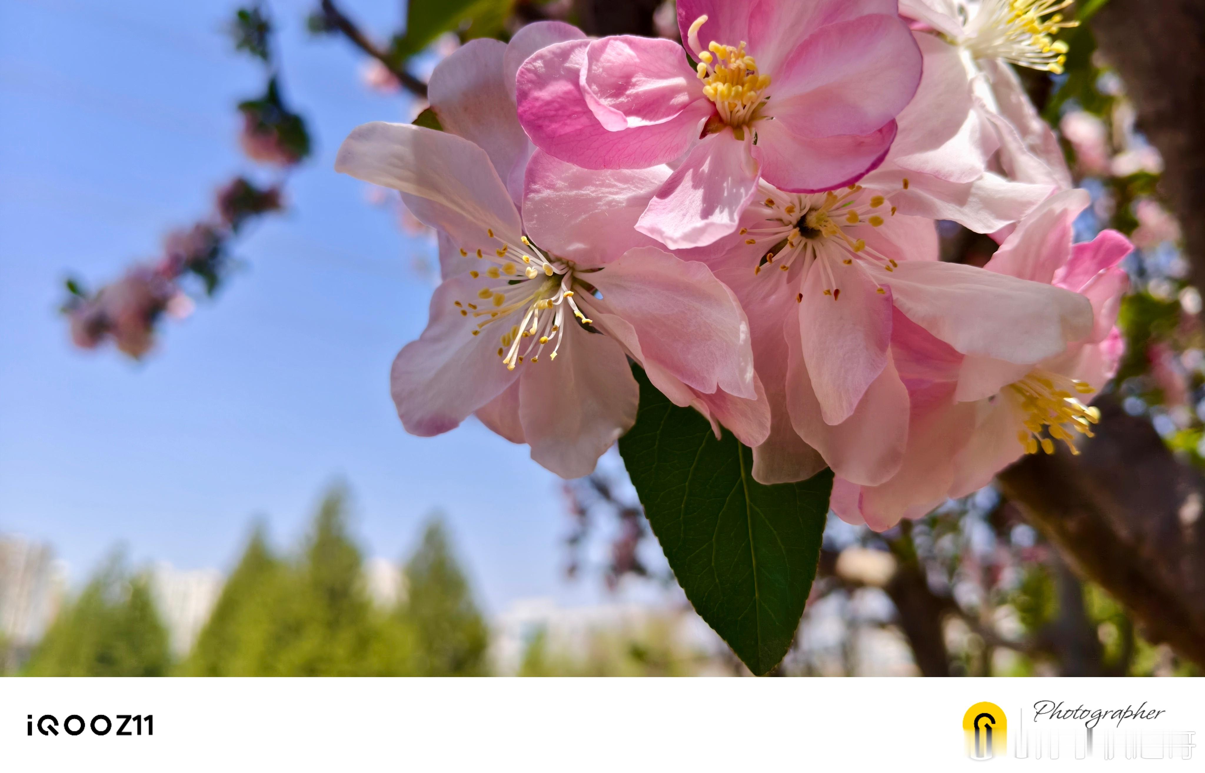 iQOOZ11【月度体验-拍照】拍照体验一直都是蓝厂的特色，算法太牛了，所以别