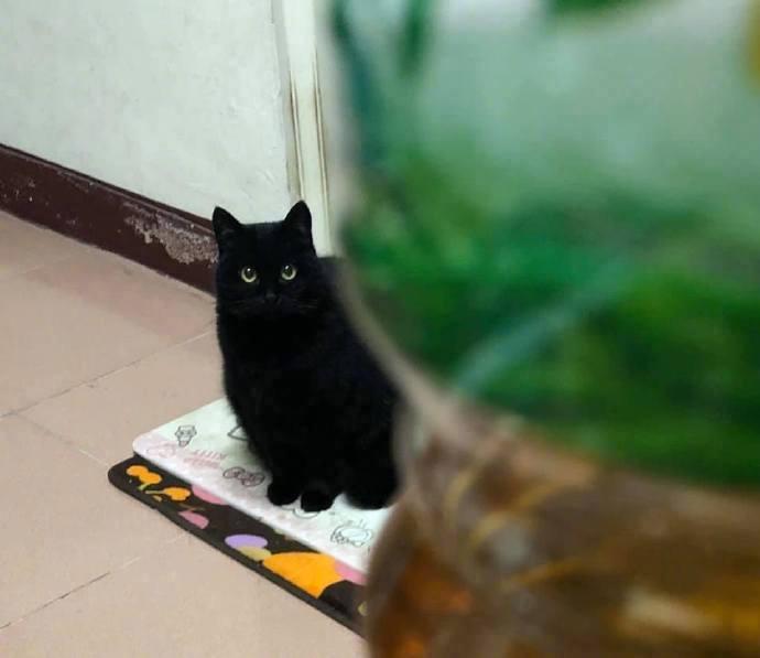 主人说每次家里的猫饿了以后，就会一直用这种眼神看着自己...