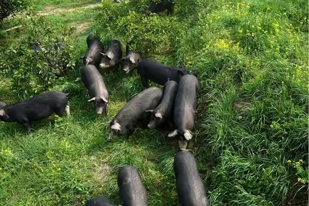 中方对欧盟进口猪肉及副严品反倾销调查裁定。12月16日商务部公布