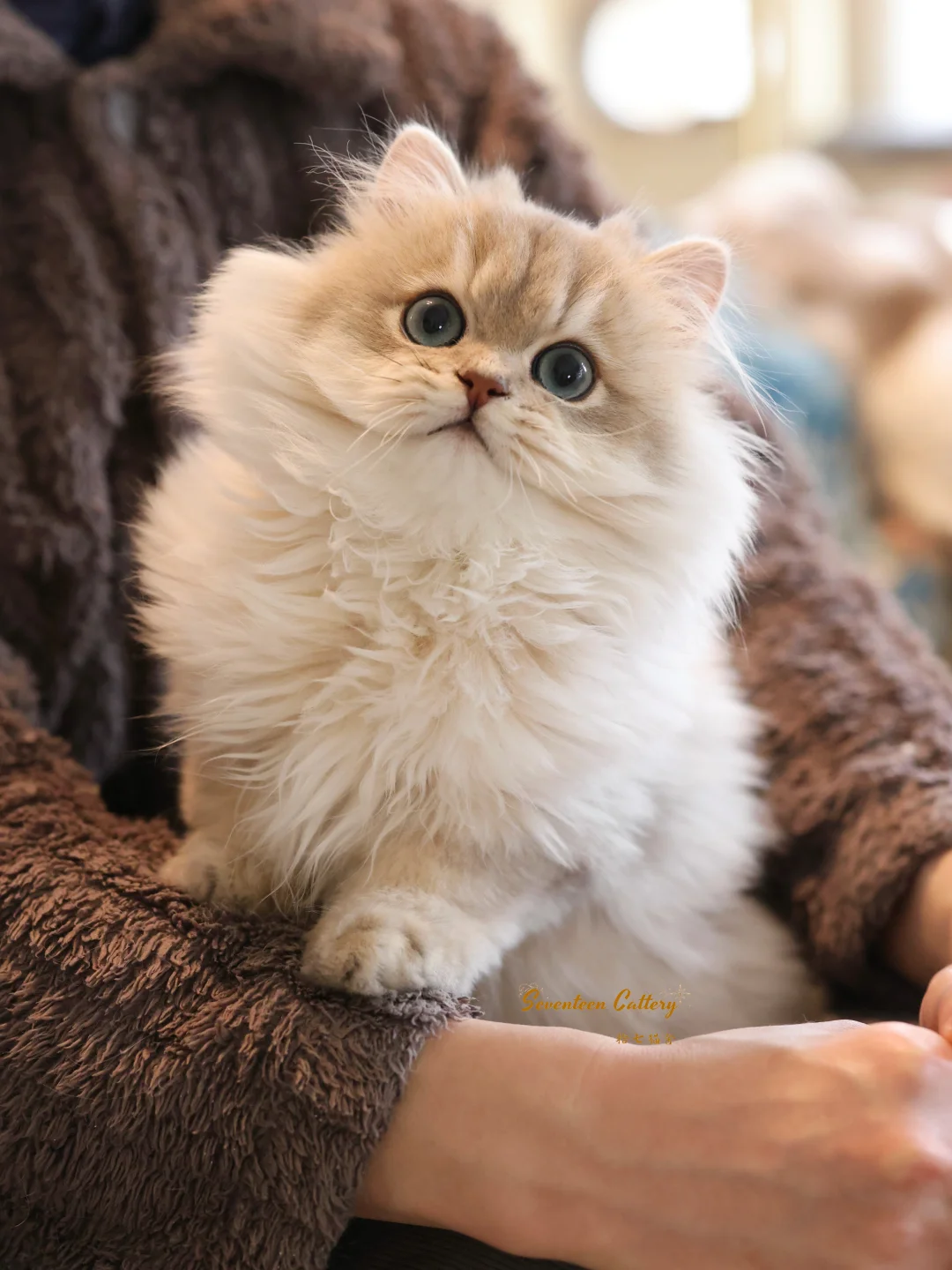 小咪我呀，没装电池｜蓝金渐层✨