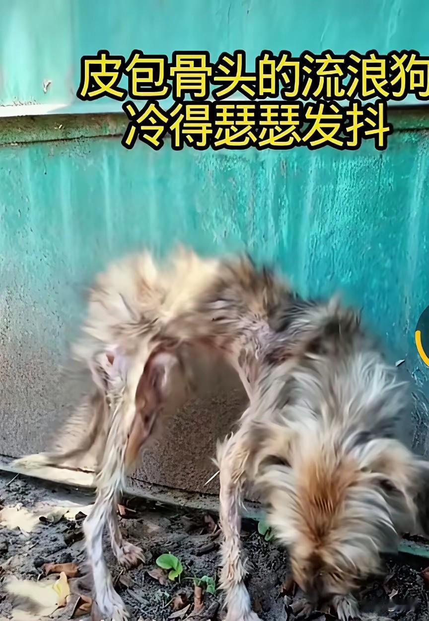 太可怜了！这天一位小姐姐去晨跑，当她跑到一个废旧仓库附近的时候，看到非常凄惨的一