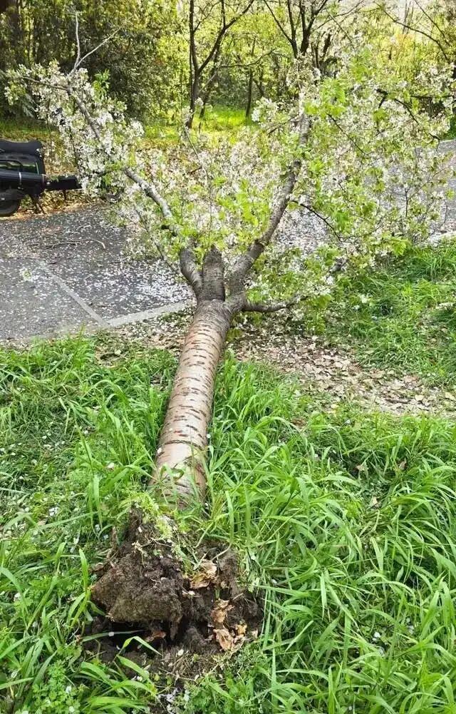 太令人生气了！一女子为了拍张网红照，把20多年的樱花树连根压塌，树倒了拍拍屁股就
