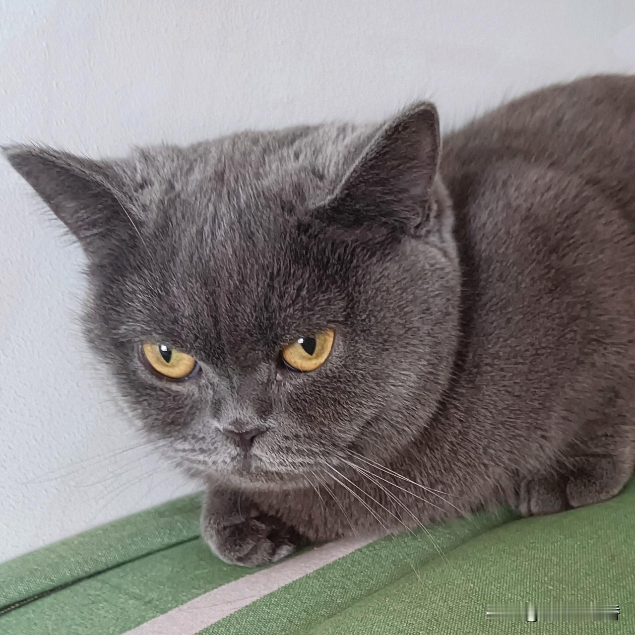 分享一张你家小猫咪的照片我家英短蓝猫，眼神里全是“你瞅啥”的霸气，这脸盘子一看就