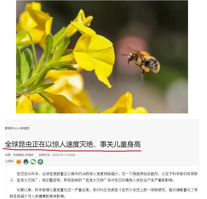 被忽视的危机：虫子没了，人类的好日子也快到头了。今年5月6日，《自然
