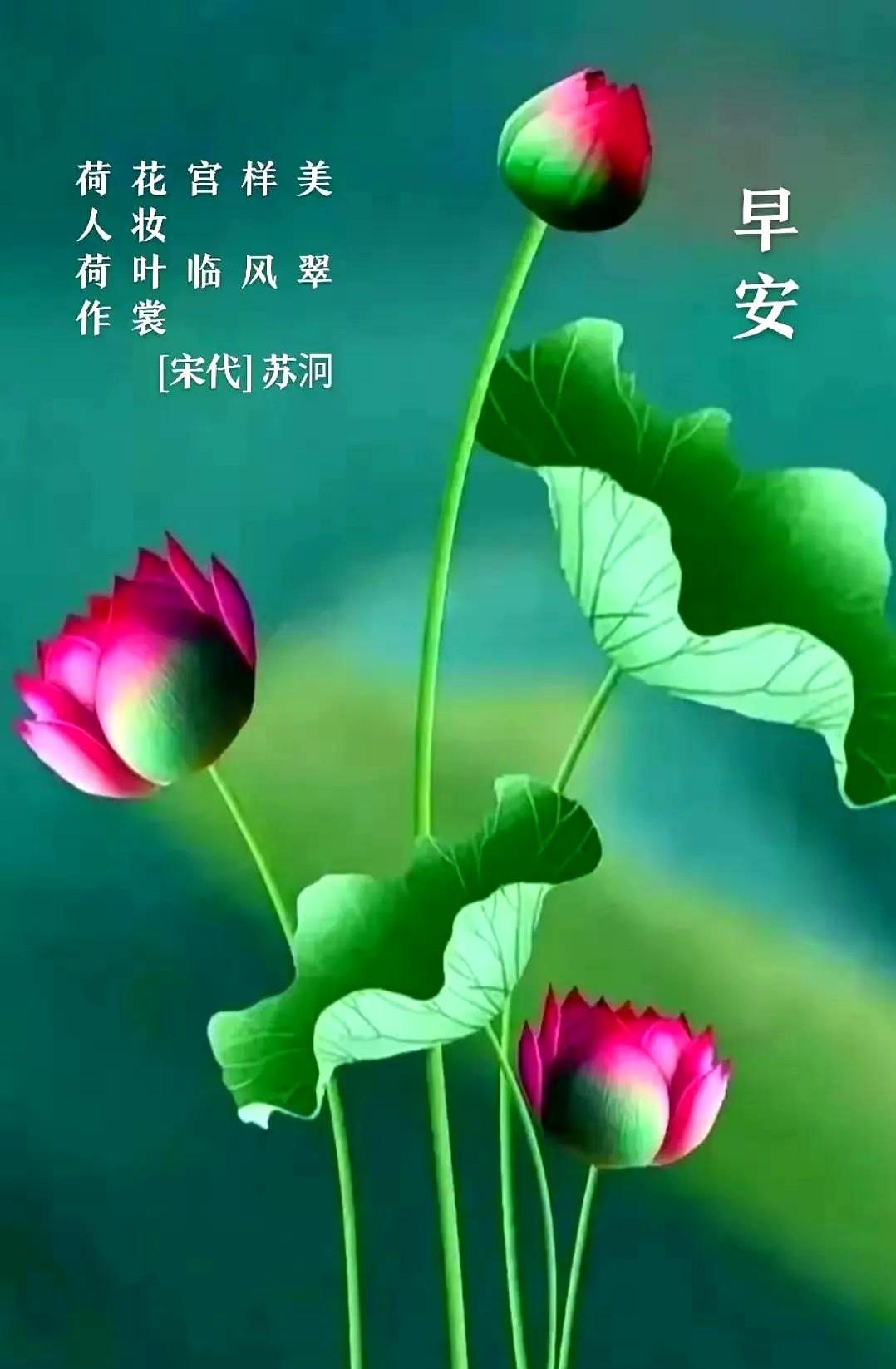 夏至后，暑热长碧波荡漾荷满塘铺展如茵绿草岸柳暗花明荷花香说到荷花
