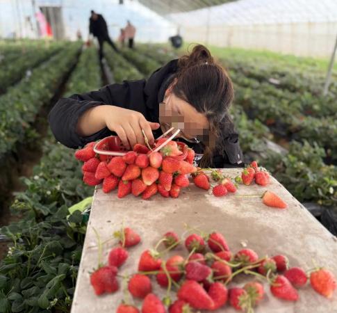 [点赞]2月23日，安徽一女子带娃摘草莓期间，硬是把最多装6斤的篮子塞出10斤