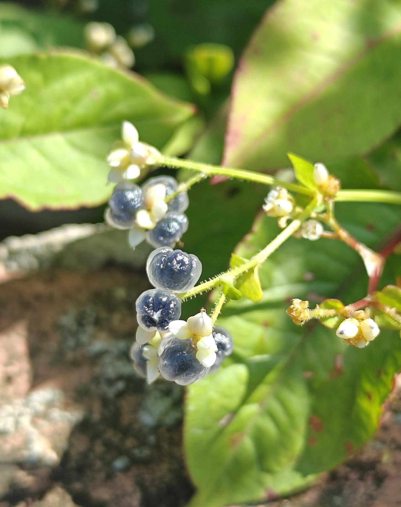 小时候在农村的野地里，总能碰到各种小果子。像那种酸酸甜甜的“龙葵果”，紫黑色的小