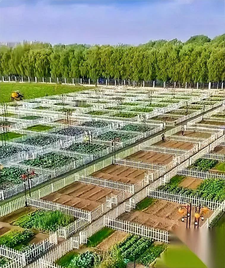 45岁山东大哥叫韩坤桀扔十年的荒地，不到十天全抢空一块不剩。之前他送