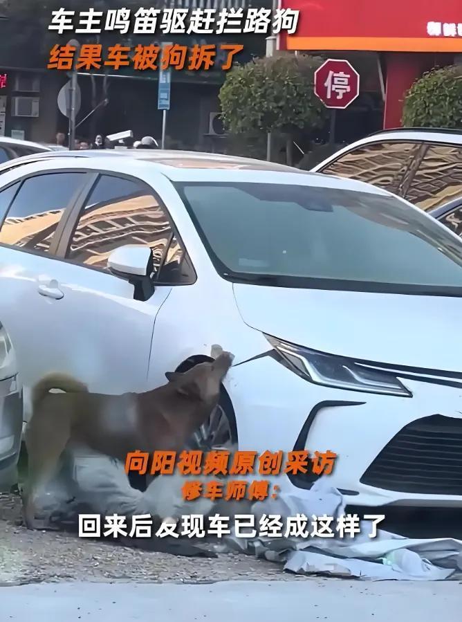 这狗真记仇！广州一车主遇到两条狗挡在路中间，按了下喇叭，结果两条狗竟把车给拆了！