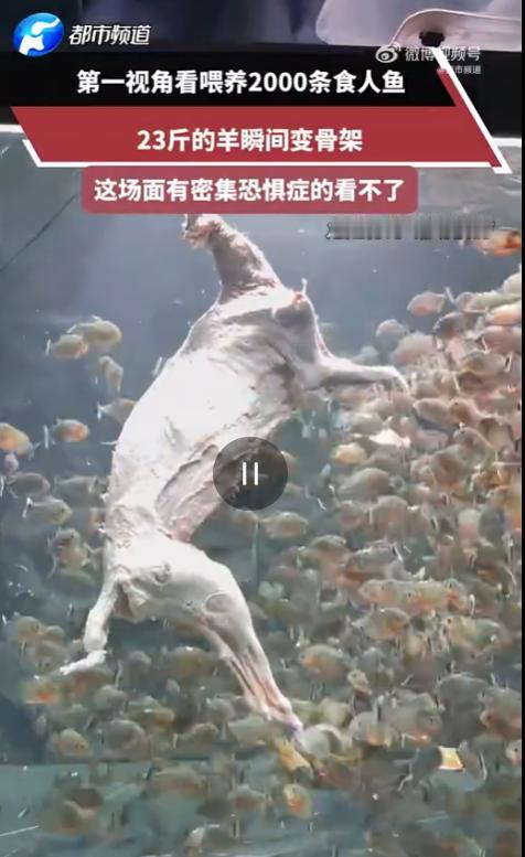 头皮发麻！广东，一博主为了搞出点轰动的大场面，居然把整整23斤重的整羊，直接扔进