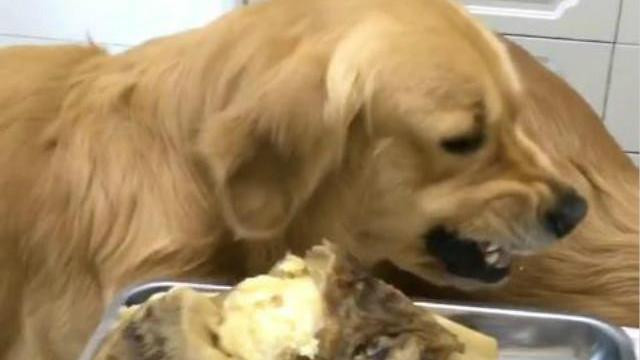 金毛为了霸占吃大骨头，不惜龇牙凶自己的老婆，看着好吓人