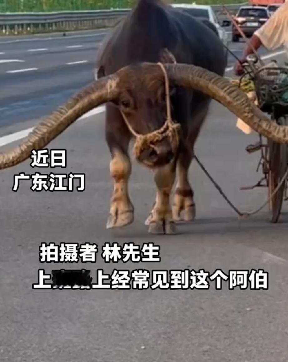 广东江门的大道上，路人常可以看到一幅动人的景象，阿伯和水牛在路上慢悠悠的行走。老