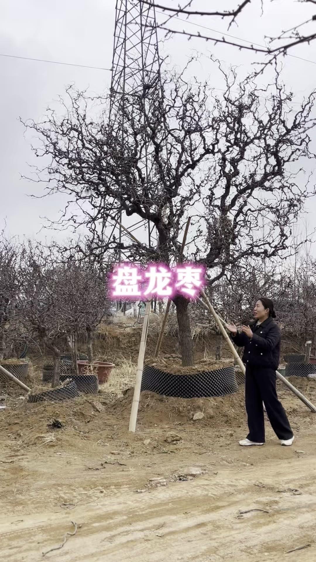 它的品种是龙须枣，树干直径粗有20公分，看着就特别有年代感。这样的老枣树，承载